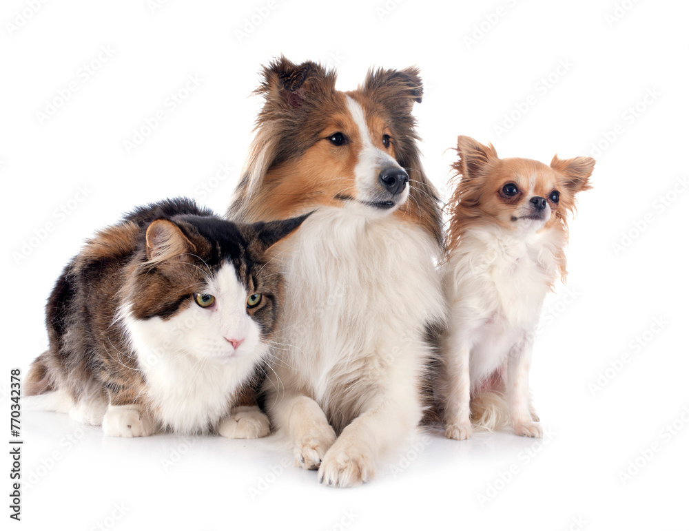 dogs and cat dogs and cat