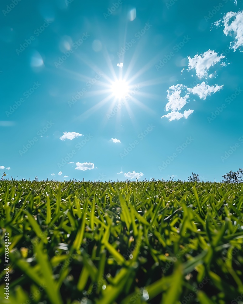 green grass and blue sky