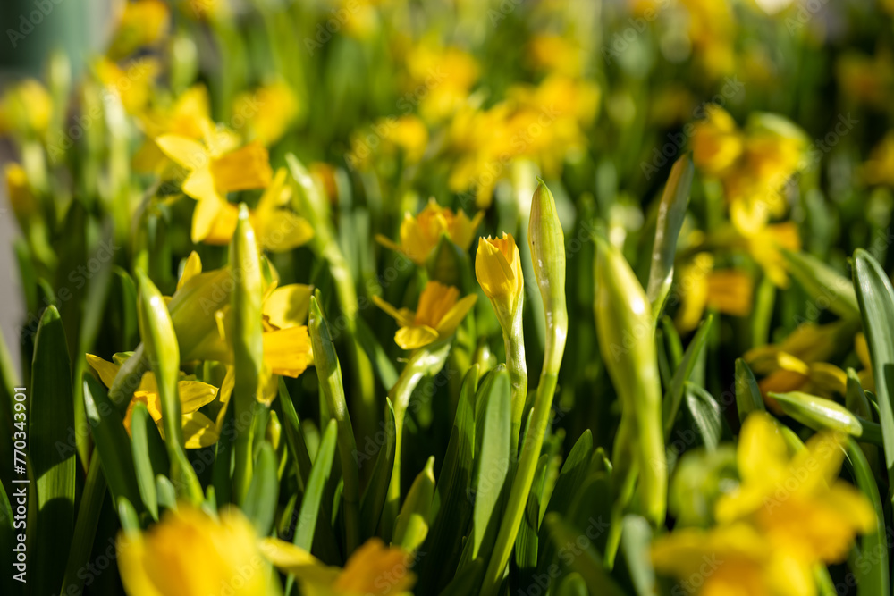 Fototapeta premium Yellow daffodils - the first flowers of spring