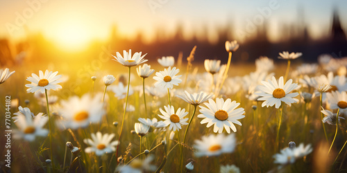 Summertime Chamomile flowers on the summer meadow natural backgrounds Ai generated