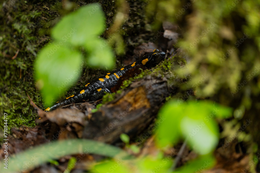 Spotted salamander, black skin color with yellow spots, shiny skin, venomous creatures. In their natural habitat, wild nature. exploring, into the wild.watercourse and lush vegetation. Spotted salamander, black skin color with yellow spots, shiny skin, venomous creatures. In their natural habitat, wild nature. exploring, into the wild.watercourse and lush vegetation.