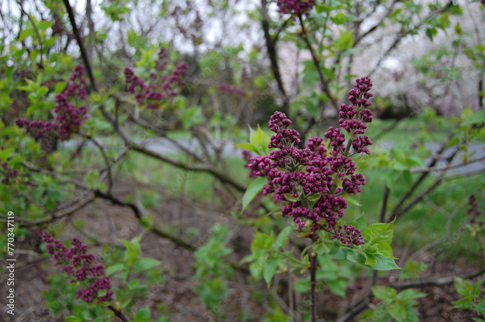 Purple flower with greenery background