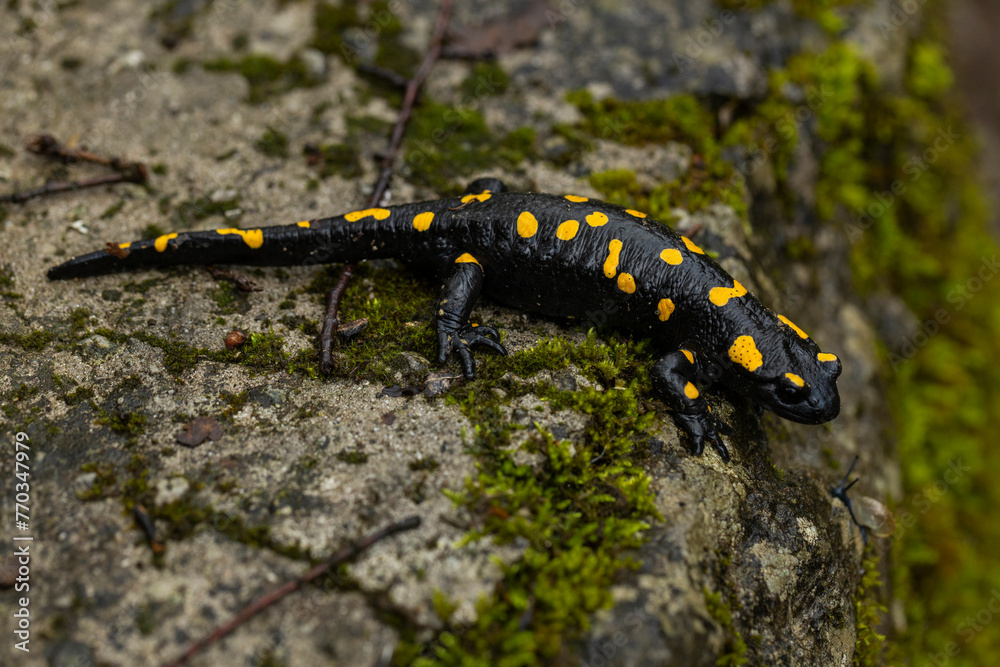 Spotted salamander, black skin color with yellow spots, shiny skin, venomous creatures. In their natural habitat, wild nature. exploring, into the wild.watercourse and lush vegetation. Spotted salamander, black skin color with yellow spots, shiny skin, venomous creatures. In their natural habitat, wild nature. exploring, into the wild.watercourse and lush vegetation.