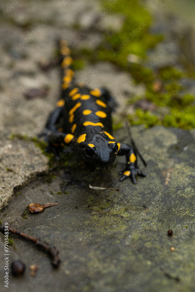 Spotted salamander, black skin color with yellow spots, shiny skin, venomous creatures. In their natural habitat, wild nature. exploring, into the wild.watercourse and lush vegetation.