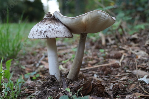 Due funghi bianchi nel bosco photo