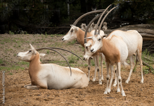 antelope in the zoo, scimitar oryx or the Sahara oryx, antilopes in the zoo, oryx dammah photo