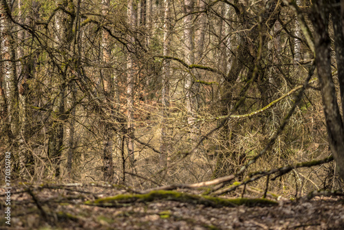 a tangle of dead branches against the background of a young forest wall, realtree, background