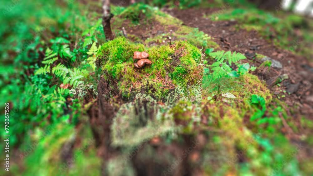 Mushrooms, moss, lichen, and ferns grow on a decaying tree stump in the Norwegian forest. Mushrooms, moss, lichen, and ferns grow on a decaying tree stump in the Norwegian forest.
