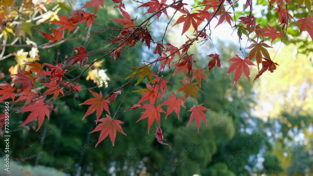 The maple trees in Japan are authentic beauties, in each park they are found giving their special design to the garden. The maple trees in Japan are authentic beauties, in each park they are found giving their special design to the garden.