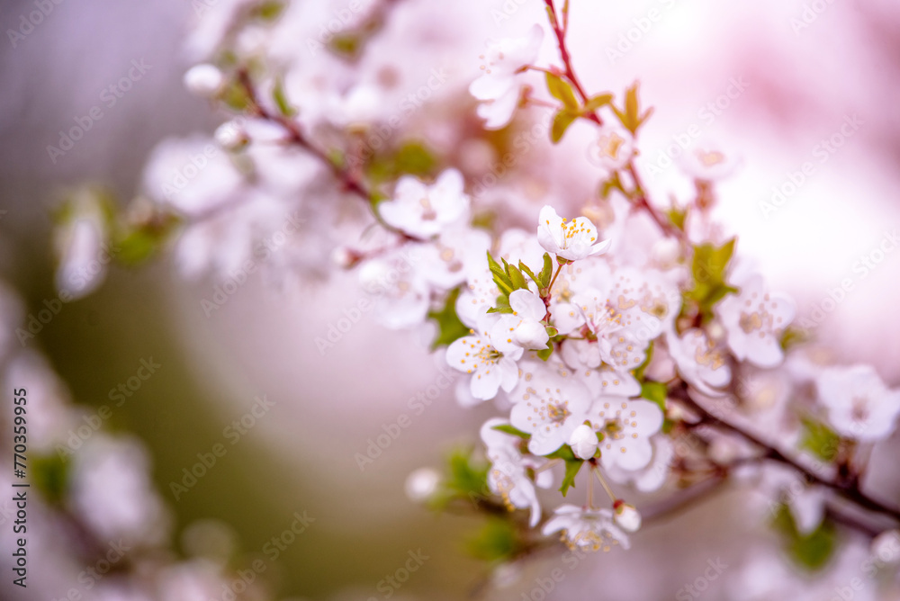 Cherry blossom branch in the garden in spring