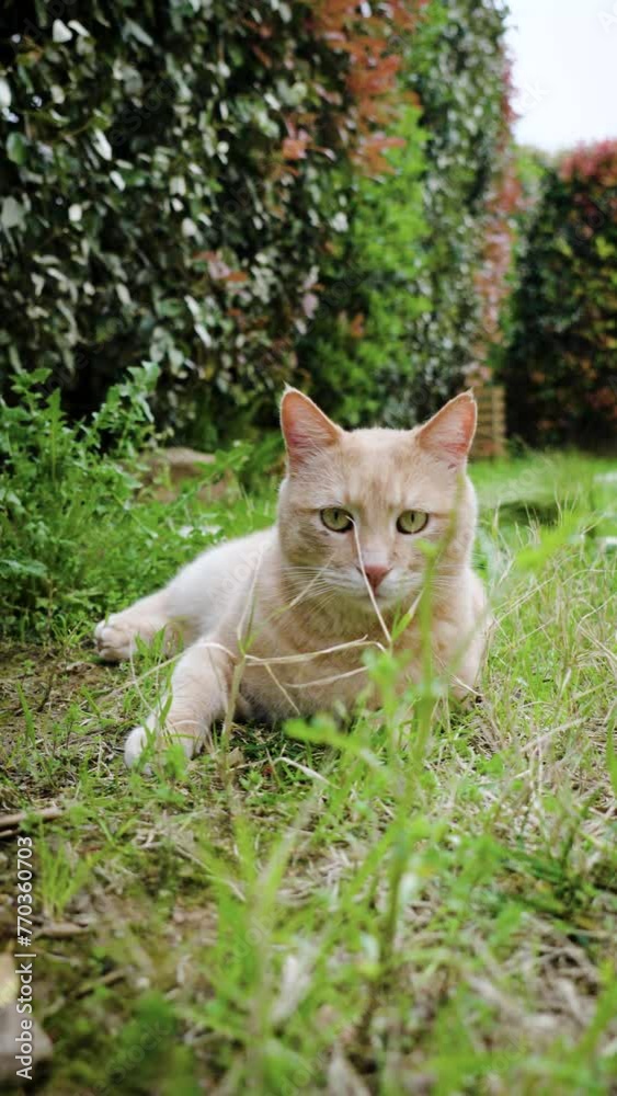 Slowmotion vertical dolly towards a ginger cat lying down in the grass Slowmotion vertical dolly towards a ginger cat lying down in the grass