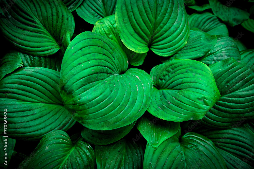 Closeup green leaves background, Overlay fresh leaf pattern, Natural foliage textured and background Closeup green leaves background, Overlay fresh leaf pattern, Natural foliage textured and background