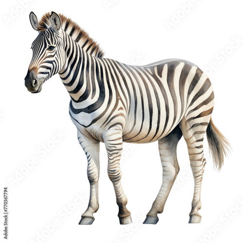 Zebra watercolor clipart illustration isolated on transparent background