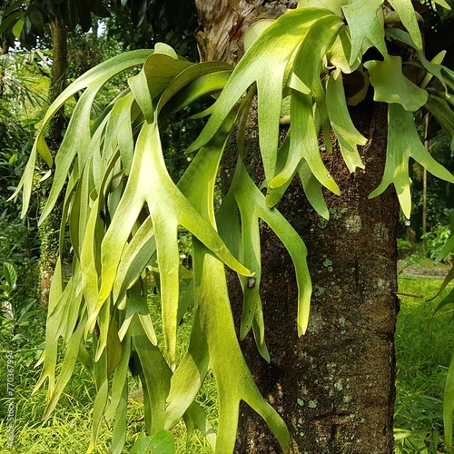Beautiful Elkhorn fern or common staghorn fern ( Platycerium bifurcatum ) or " Paku tanduk rusa in Indonesian. selective focus. 