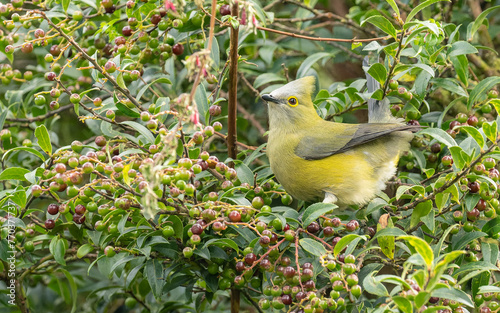 Langschwanz-Seidenschnäpper, Long-tailed silky-flycatcher, Ptiliogonys caudatus photo