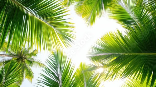 tropical palm leaf background  coconut palm trees perspective view