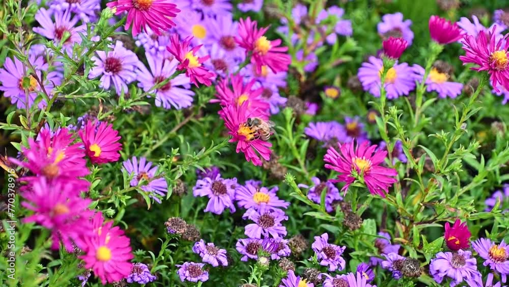 A bee pollinates flowers in the garden. Insects. Pink and purple asters. A bee pollinates flowers in the garden. Insects. Pink and purple asters.
