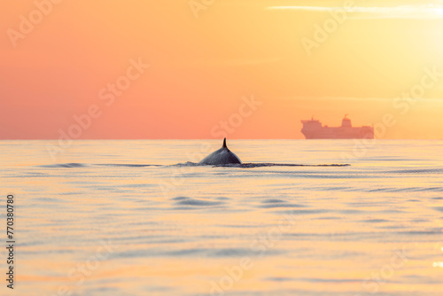 a whale breathes on the surface, a container ship in the background photo