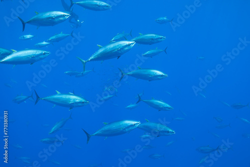 a group of bluefin tuna swimming photo