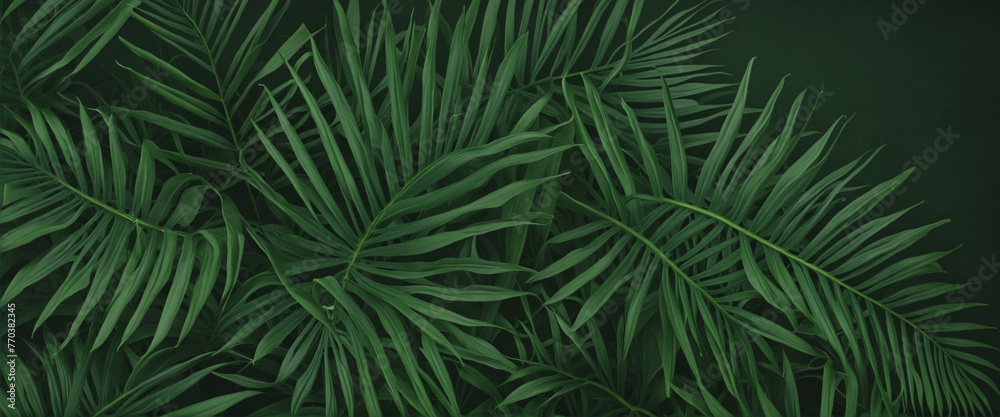 tropical leaves dark green background colorful background