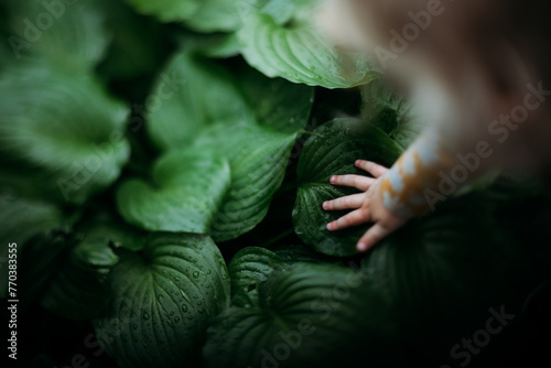 Close up of child's hand touching Hosta plant after rain