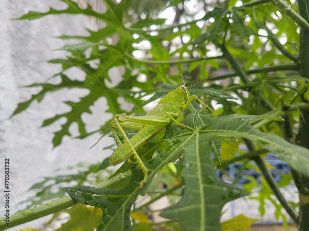 Camouflaged grasshopper sitting on surface papaya leaf, green and yellow.
Camouflaged grasshopper sitting on surface papaya leaf, green and yellow.