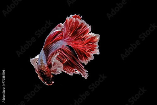 Red betta fish on black background photo