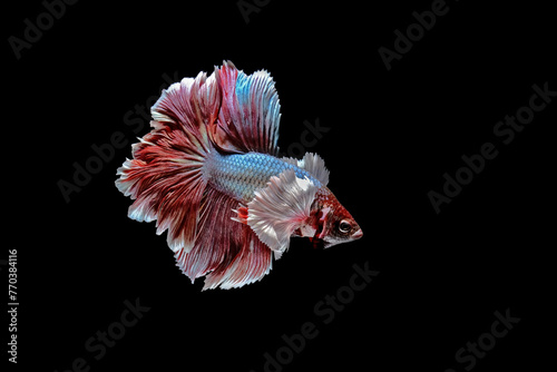 Red betta fish on black background photo