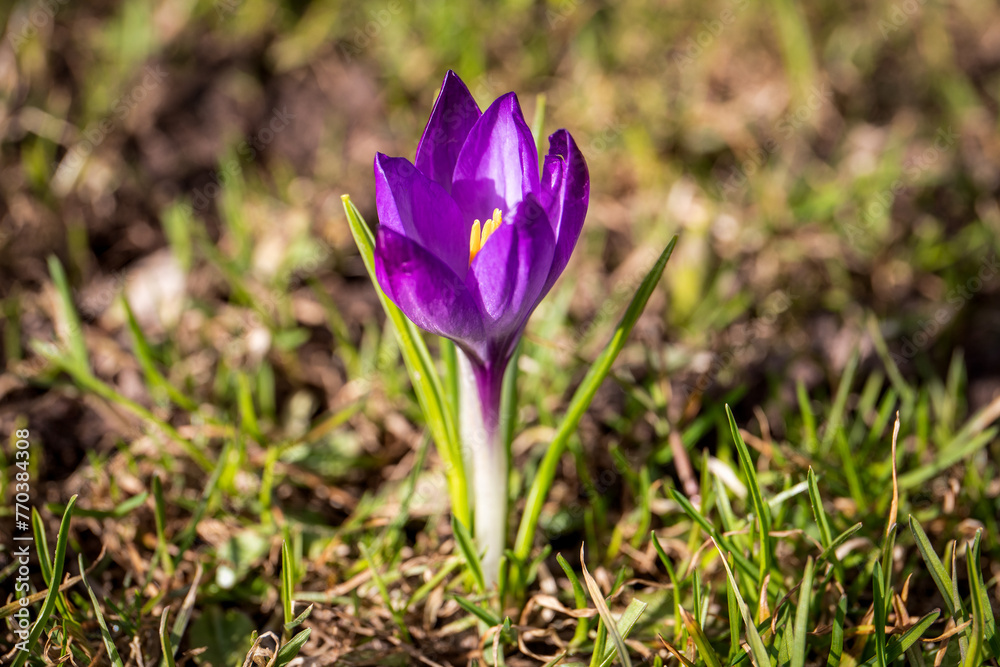Spring background with Flowering violet Crocuses flowers in Early Spring Spring background with Flowering violet Crocuses flowers in Early Spring