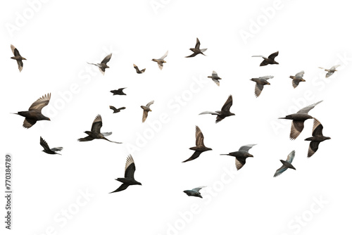Flock of birds flying on white background © PNG FOR YOU