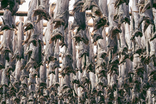 Full frame shot of dried fish hanging outdoors photo