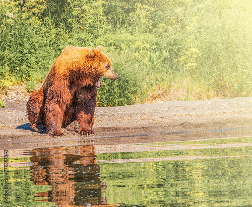 Kamchatka brown bear on the lake in the summer on sunlight