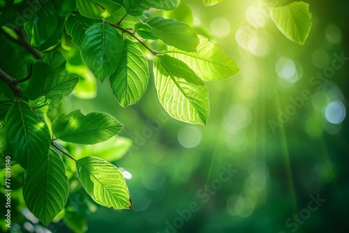 Green leaves background with sunlight and bokeh,  Nature background #770391140