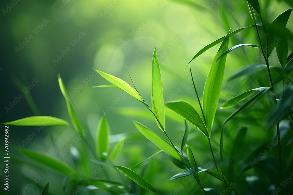 Green bamboo leaves in the forest, close up,  Nature background