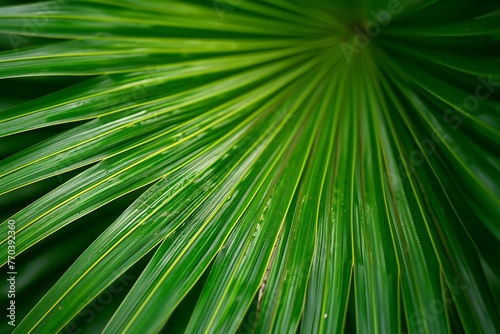 Palm leaf close-up,  Beautiful background of green palm leaves © Nam