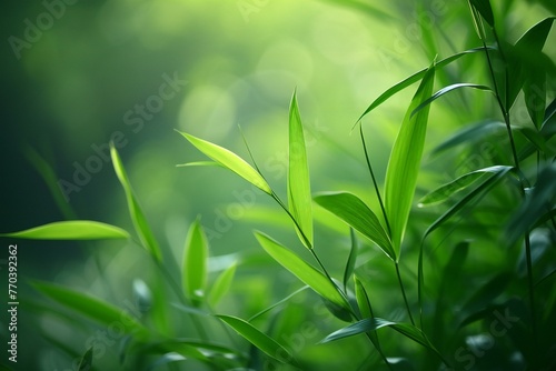 Green bamboo leaves in the forest  close up   Nature background