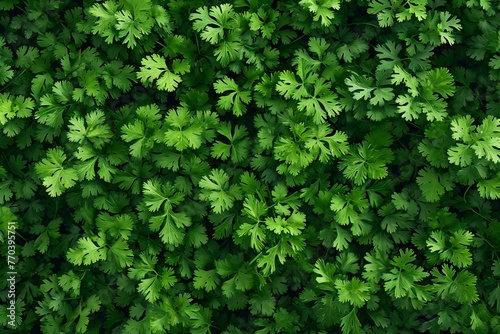 Coriander leaves background, top view of fresh green coriander leaves