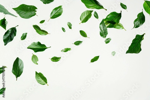 Green tea leaves on white background, Flat lay, top view