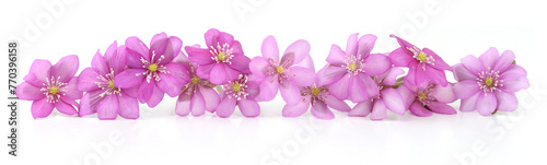 First spring flowers   Anemone hepatica isolated on white background. Blooming of pink violet wild forest flowers liverwort.