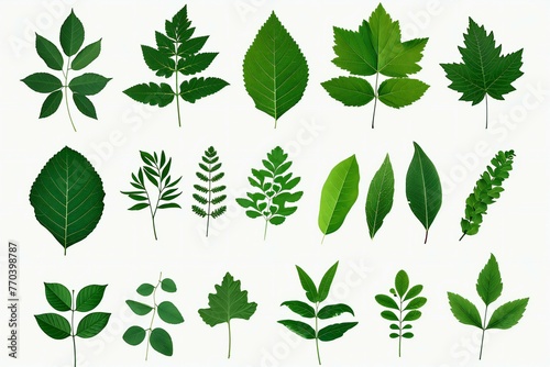 Set of various green leaves isolated on white background