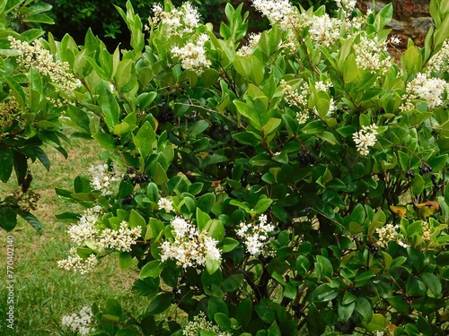 Wax leaf privet, or Ligustrum japonicum, plant with white flowers, in a park in Athens, Greece