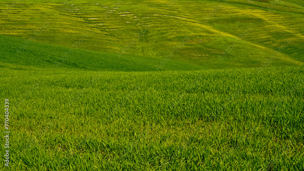 Panorama collinare della Val d'Orcia lungo il percorso ciclistico dell'Eroica. Provincia di Siena. Toscana , Italia - obrazy, fototapety, plakaty 