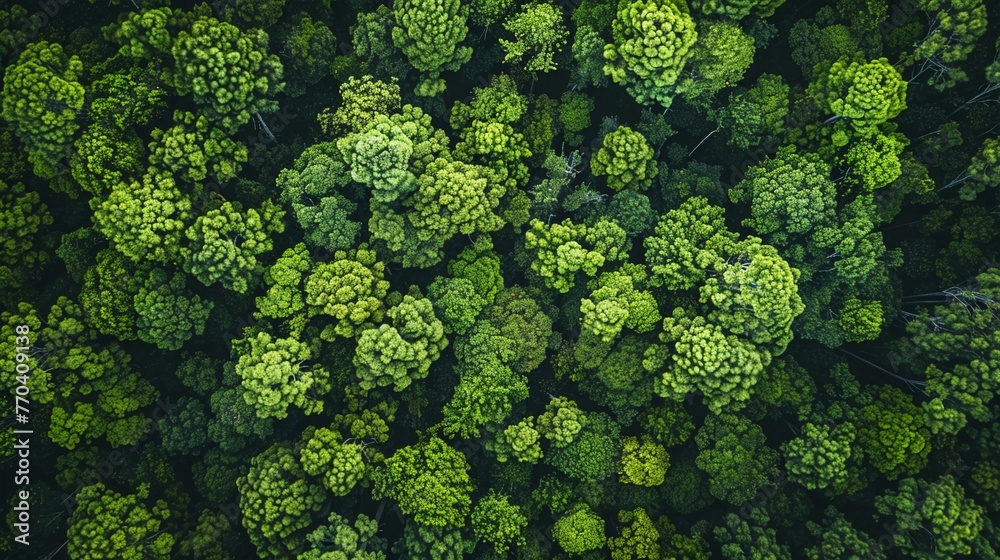 Protecting Earth: Aerial View of Lush Green Forest Protecting Earth: Aerial View of Lush Green Forest