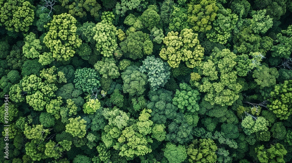 Protecting Earth: Aerial View of Lush Green Forest Protecting Earth: Aerial View of Lush Green Forest