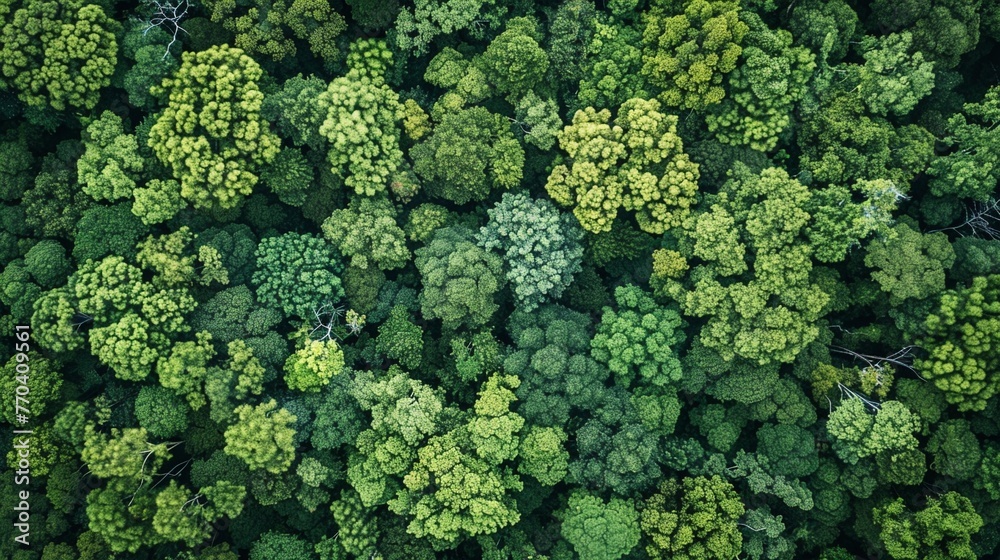 Protecting Earth: Aerial View of Lush Green Forest