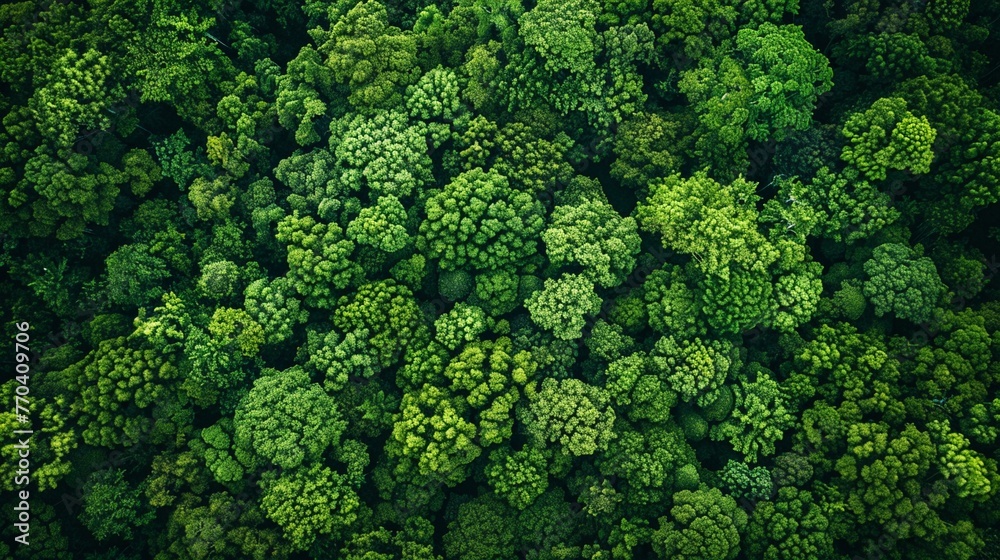 Protecting Earth: Aerial View of Lush Green Forest