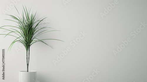 A potted plant sits on a white wall. The plant is green and tall, and it is the only object in the image photo