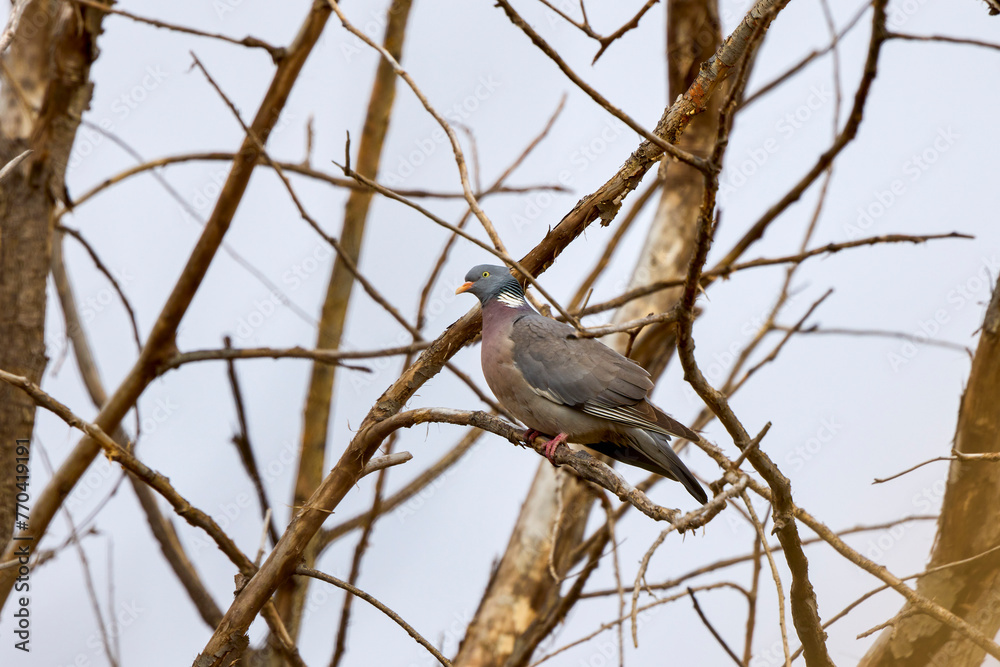 a wild pigeon standing on a tree branch. a wild pigeon standing on a tree branch.