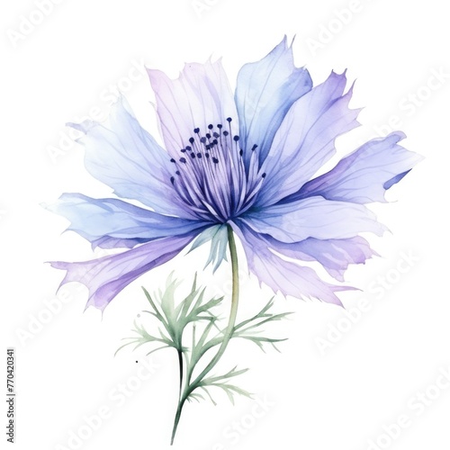 Nigella flower watercolor illustration. Floral blooming blossom painting on white background