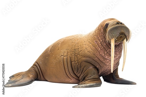 Walrus, a full body on white background
